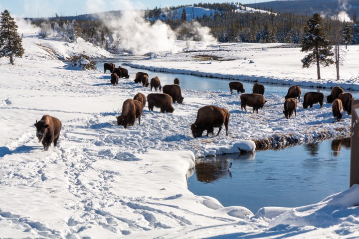 Bison grazing on the Firehole River