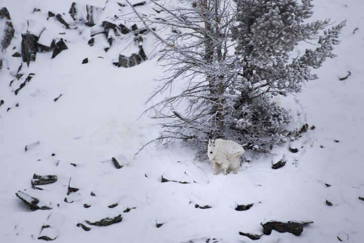 Mountain goat in winter