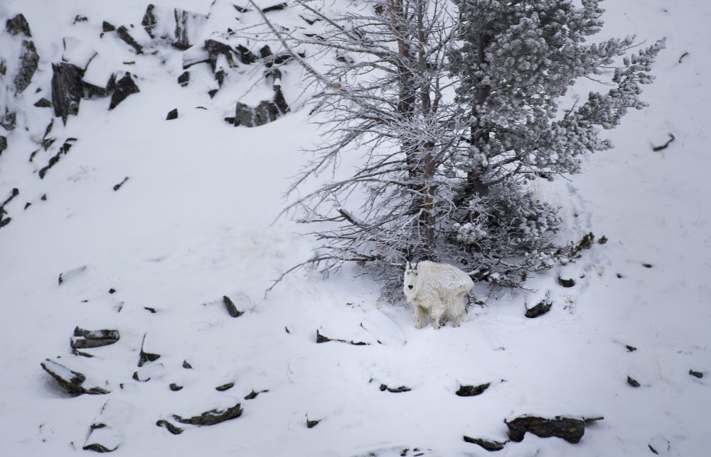 Mountain goat in winter