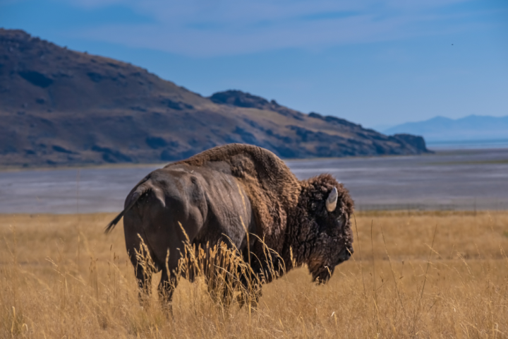 Bison standing on grassy plain with mountains and lake in background under clear blue sky.