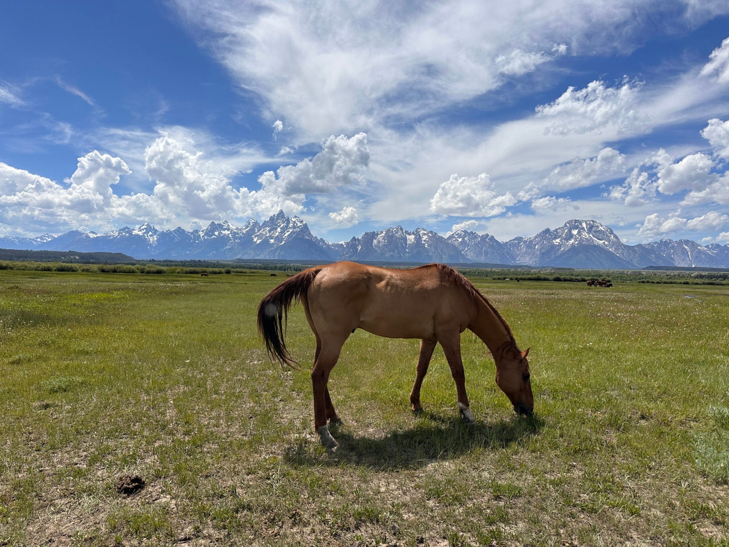 a brown horse grazing on a lush green field