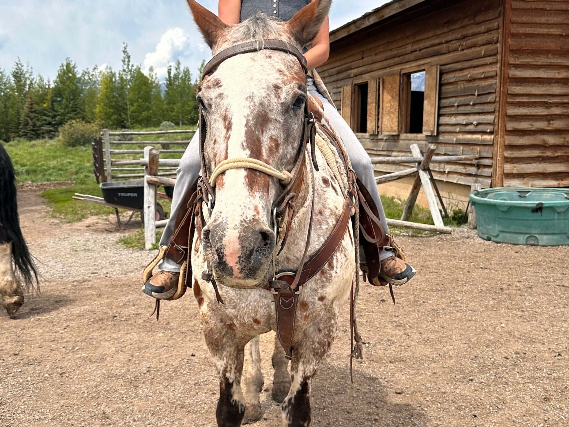 a person riding a horse