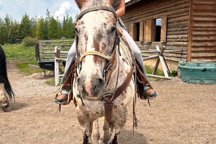 a person riding a horse
