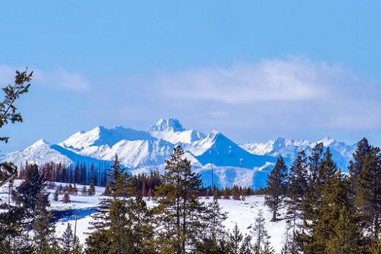 Snowy mountains under clear blue sky with pine trees in foreground.