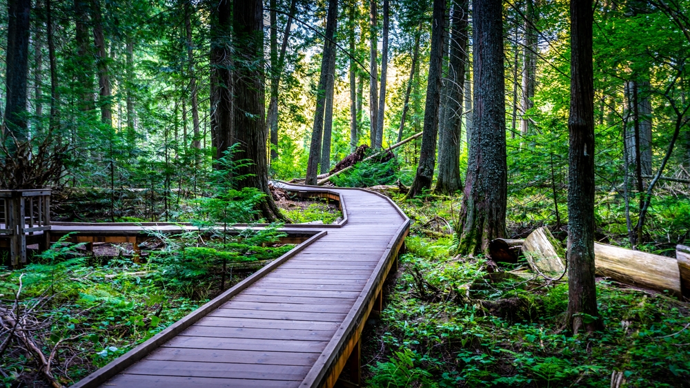 Wooden boardwalk winding through a lush, sunlit forest with tall trees.